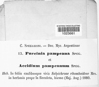 Puccinia pampeana image